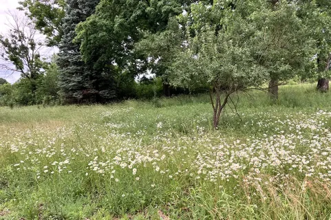2026-06-10 daisy field