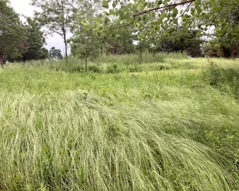 2026-06-10 windy field