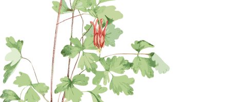 columbine for web